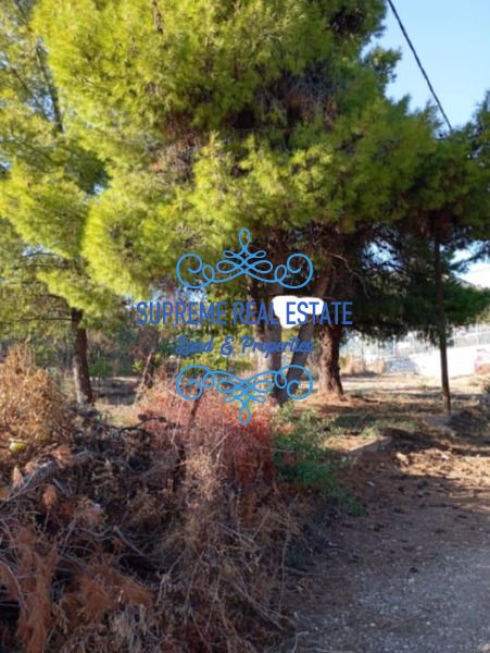 (For Sale) Land Plot || Glyka Nera /  - 200sq 200000€